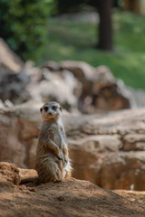 Meerkat portrait. Suricate standing on their hind legs on sandy hill in front of camera. Full lenght surikate photography. One suricata. African native mammal animal, small carnivore. Mongoose family.