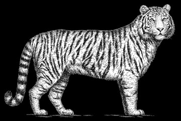 Vintage engraving isolated tiger set illustration ink sketch. Africa wild cat background animal silhouette art. Black and white hand drawn image