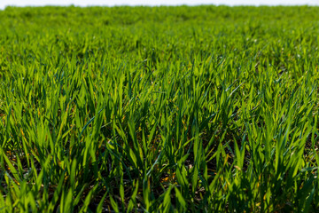 a new wheat crop in the spring season, new sprouts