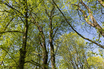 maple trees blooming in spring , close up