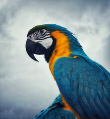 Obraz premium blue and yellow macaw