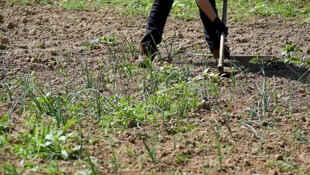 Using garden hoe for weeding, remove weeds from vegetable garden