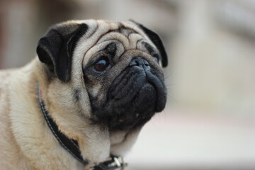 dog pug close-up view of a dog looking for a master
