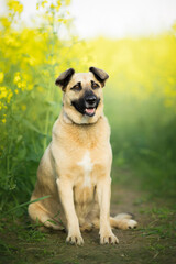dog portrait in rape blossom field
