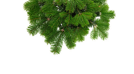 Christmas tree branch isolated on white transparent, Xmas spruce, green fir pine twig, PNG. 