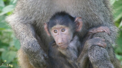 Baboon baby