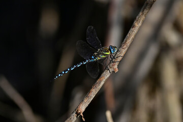 Migrant hawker // Herbst-Mosaikjungfer (Aeshna mixta) 