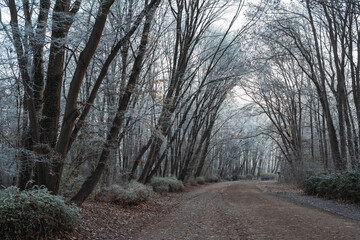 Soft light illuminates a wide forest path on an early frosty winter morning.