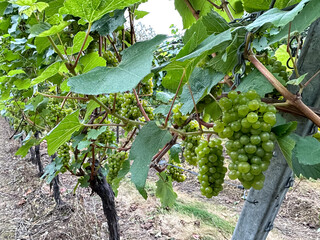 Bunch of yellow chardonnay grapes in the vineyard. English vineyard. Growing wine or vine in English countryside. Bunches of chardonnay grapes a few weeks before harvesting