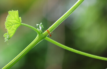 Selective focus Red ant alone holding on vine tree beautiful in nature background.
