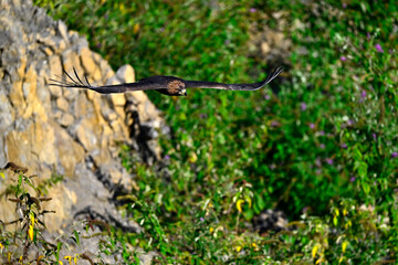flying Golden eagle // fliegender Steinadler (Aquila chrysaetos)