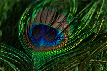 Peacock feather seen from up close