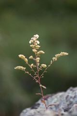 Spring Bloom