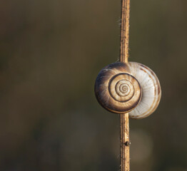 Snail on dry grass. Grape snail on a dry grass stalk. The snail in the shell is held on a dry reed. Selective focus.