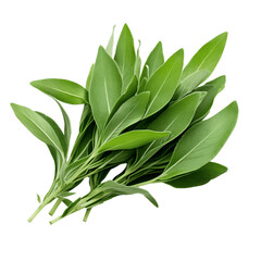 Tarragon Herb Leaves Close-up
