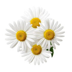 Chamomile Herb Foliage Isolated
