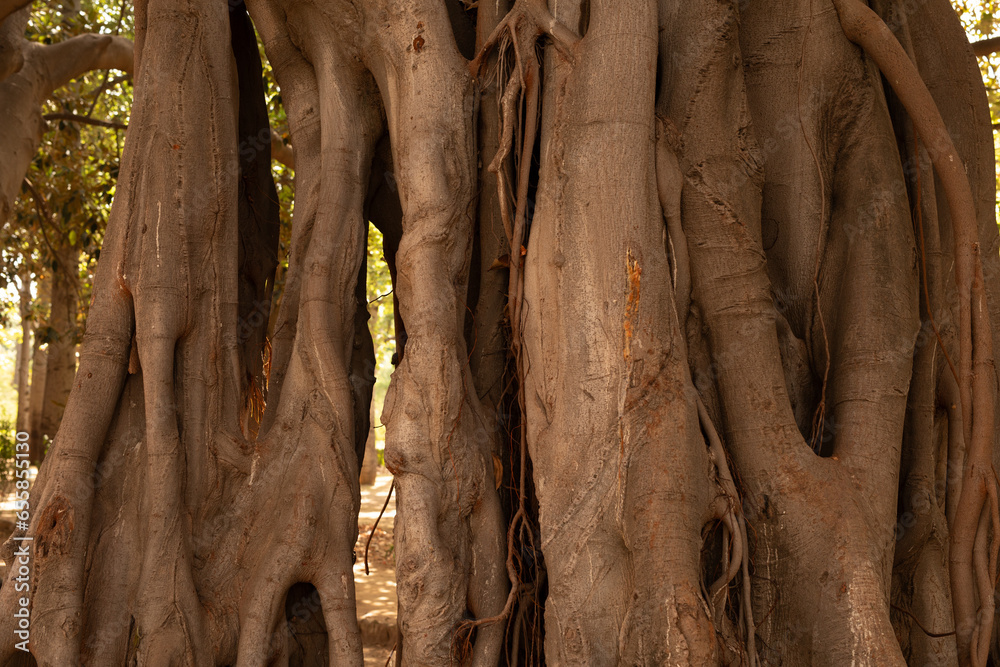 Aufkleber tree bark background