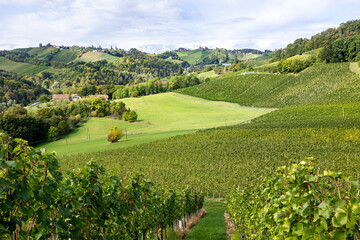 Fototapeta na wymiar Landscape of vineyards in Steiermark region, Austria