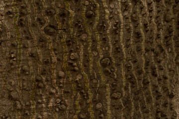  tree bark background