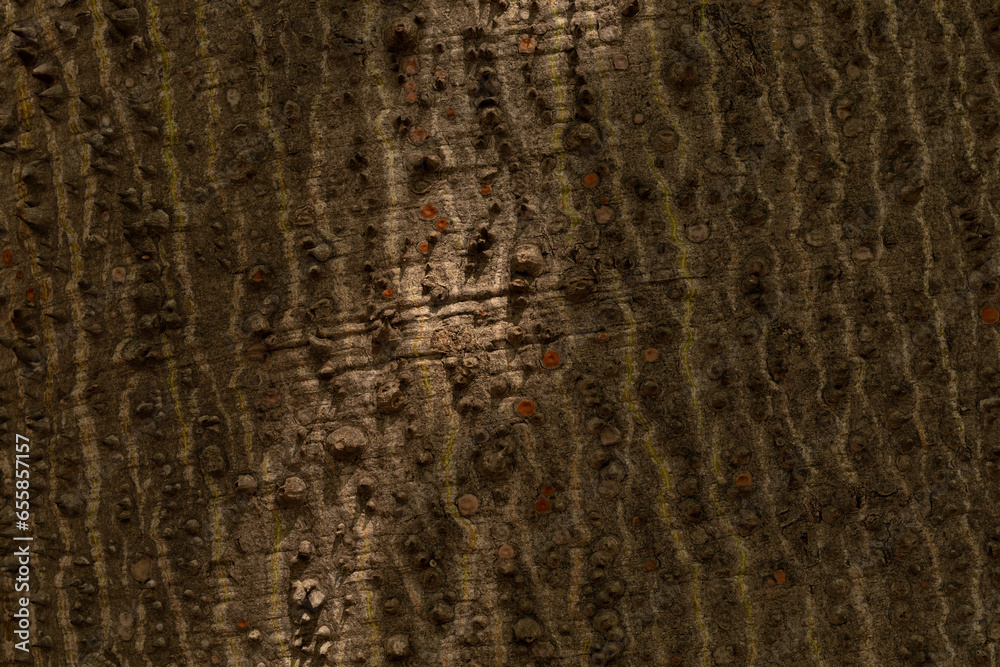 Poster tree bark background