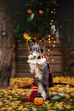 Halloween and Thanksgiving Holidays. Dog with pumpkins in the forest. Border Collie dog