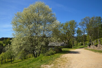 Blooming tree in Neratov,Hradec Kralove Region,Czech Republic,Europe
