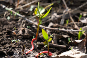 new life emerges