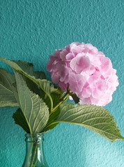 Pink flower. Bouquet of pink hydrangea flower in blue glass bottle on deep blue background. Pink...