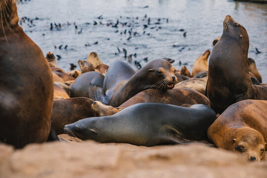 Seals and sea lions bask along the shores of Monterey in California.