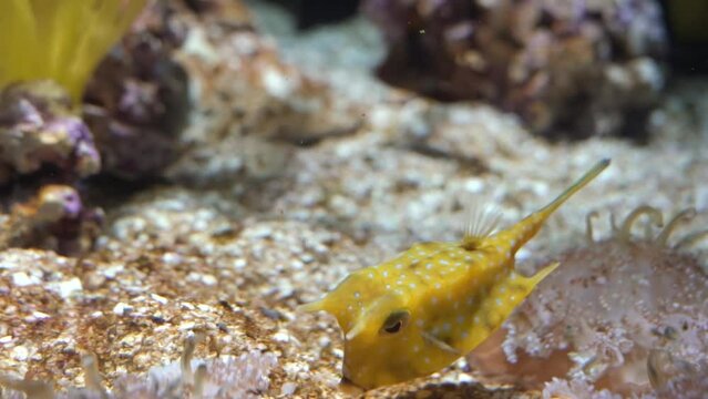 Longhorn cowfish (Lactoria cornuta) also called horned boxfish eats coral and swims in aquarium