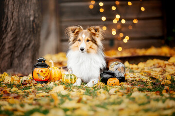 Dog with pumpkins. Shetland Sheepdog. Thanksgiving day. Fall season. Halloween holidays. Sheltie...