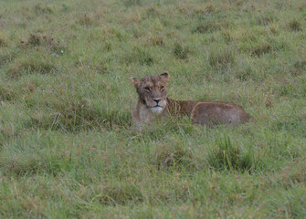 lioness resting in the savannah
