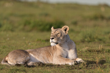 lioness under the first rays of sunlight