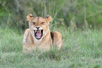 lioness roaring