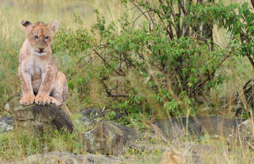 The lion king