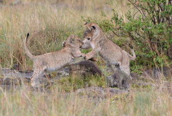 lion cubs playing