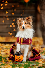 Dog with pumpkins. Shetland Sheepdog. Thanksgiving day. Fall season. Halloween holidays. Sheltie...