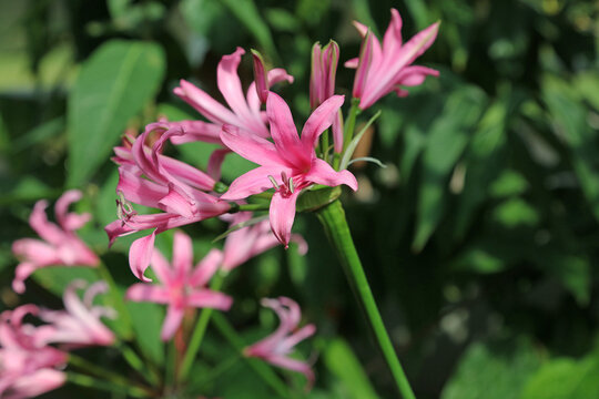 Macro image of pink Guernsey Lily blooms, Derbyshire England
