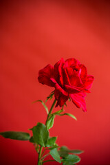 Flowers of beautiful blooming red rose on red background.