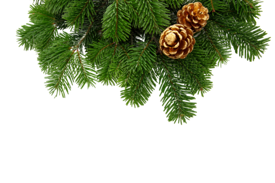 Christmas tree branch and golden cones isolated on white transparent, Xmas spruce, green fir pine twig, PNG. 