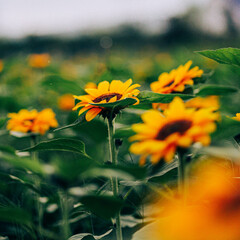 yellow flowers in the garden