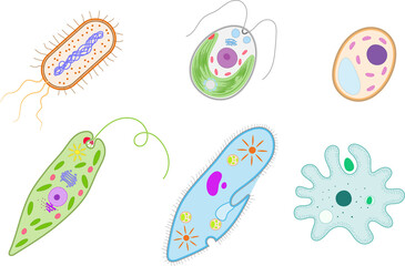 Unicellular organisms. Bacterium, Chlamydomonas, Yeast, Euglena, Paramecium, Amoeba.