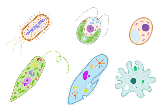Unicellular organisms. Bacterium, Chlamydomonas, Yeast, Euglena, Paramecium,  Amoeba.