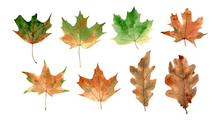 Watercolor fall leaves collection. Maple and oak brown, green and orange autumn leaf illustration for scrapbooking, decor