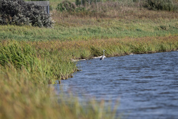 gray crane in natural conditions hunts fish on the river
