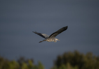gray crane in natural conditions hunts fish on the river