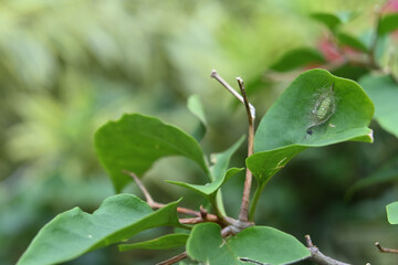 Angle view of a hairy moth cocoon with a larva inside is on a Bougainvillea leaf