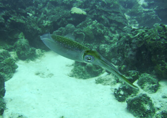 Riffkalmar an einem Riff vor Bonaire © Wolfgang
