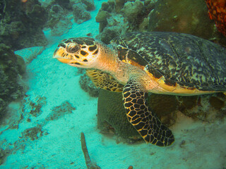 Obraz na płótnie Canvas Echte Karettschildkröte an einem Riff vor Bonaire