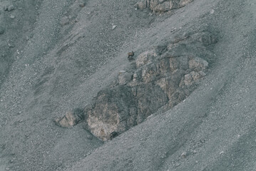 Gemsen auf Gestein